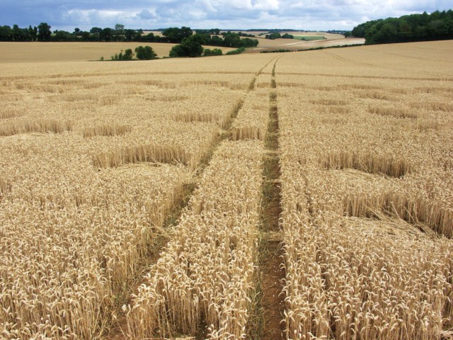 Wickham Green (North of M4), Berkshire crop circle, aerial photo 88