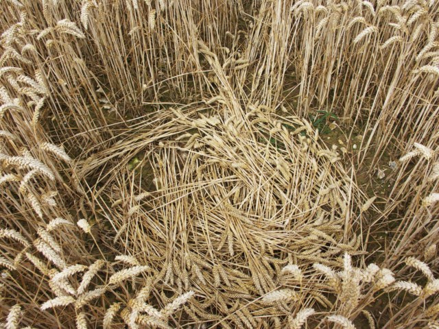 Wickham Green (North of M4), Berkshire crop circle, aerial photo 90