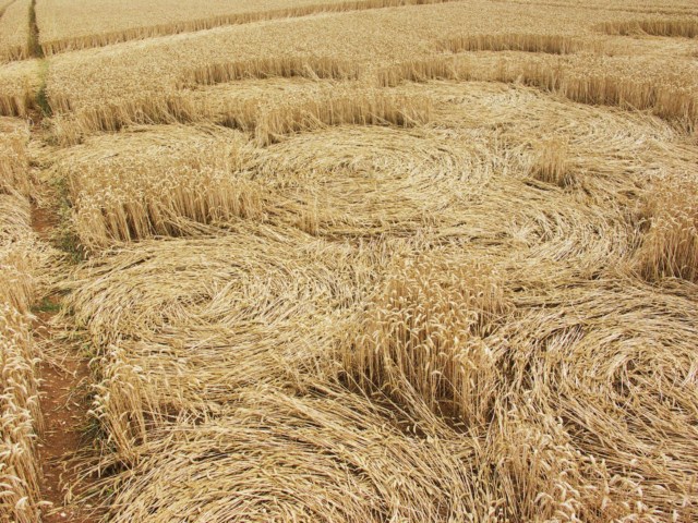 Wickham Green (North of M4), Berkshire crop circle, aerial photo 95