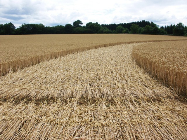 Wickham Green (North of M4), Berkshire crop circle, aerial photo 99