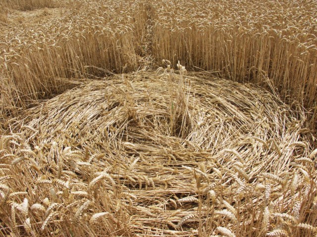 Wickham Green (North of M4), Berkshire crop circle, aerial photo 103