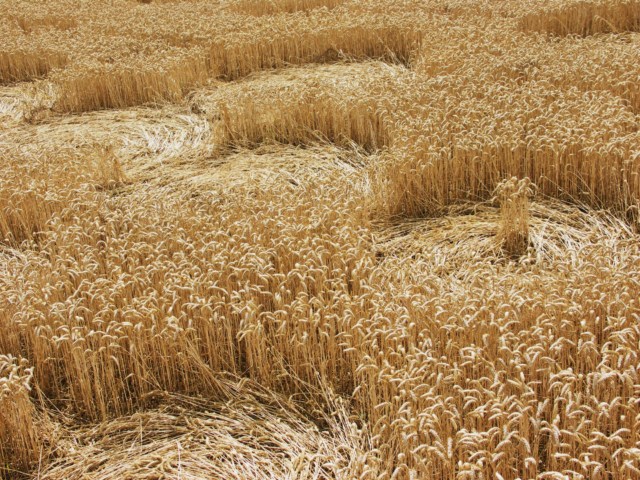 Wickham Green (North of M4), Berkshire crop circle, aerial photo 105
