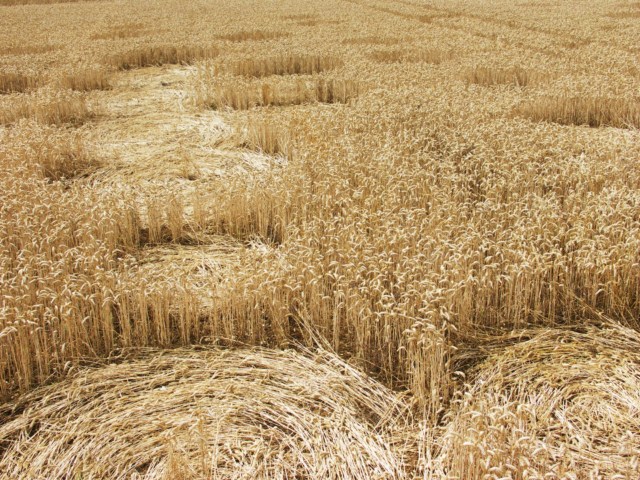 Wickham Green (North of M4), Berkshire crop circle, aerial photo 107