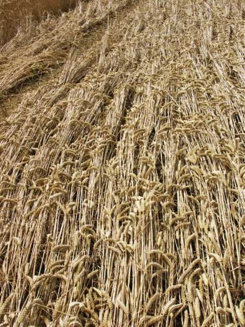 Wickham Green (North of M4), Berkshire crop circle, aerial photo 93