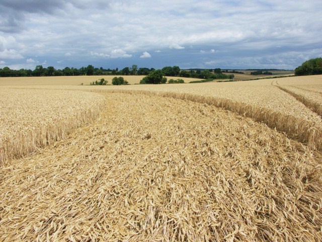 Wickham Green (North of M4), Berkshire crop circle, aerial photo 97
