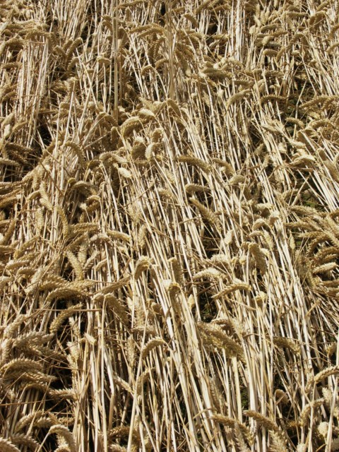 Wickham Green (North of M4), Berkshire crop circle, aerial photo 101