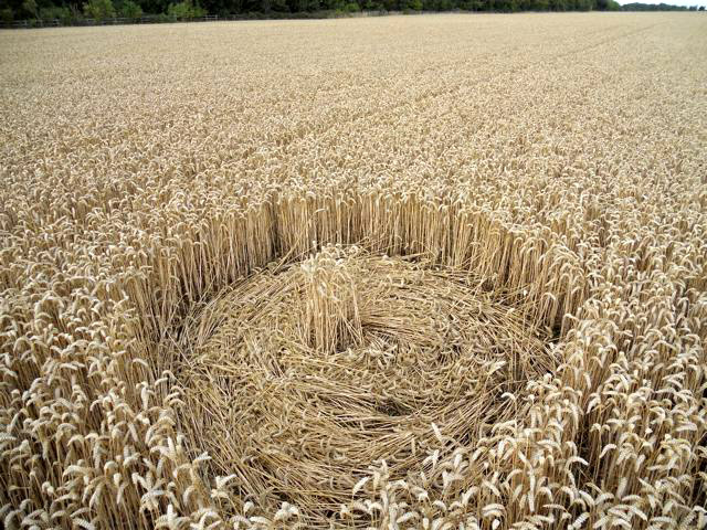Wickham Green (North of M4), Berkshire crop circle, aerial photo 162
