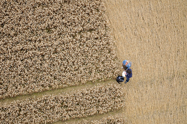 Wickham Green (North of M4), Berkshire crop circle, aerial photo 148