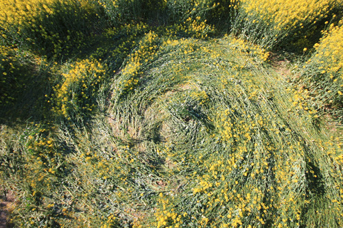 Wilton Windmill, Wiltshire crop circle, aerial photo 49