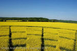 Wilton Windmill, Wiltshire crop circle, aerial photo 57