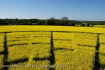 Wilton Windmill, Wiltshire crop circle, aerial photo 56