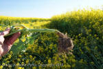 Wilton Windmill, Wiltshire crop circle, aerial photo 70
