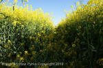 Wilton Windmill, Wiltshire crop circle, aerial photo 63