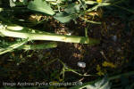 Wilton Windmill, Wiltshire crop circle, aerial photo 71