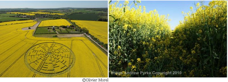 Wilton Windmill, Wiltshire crop circle, aerial photo 22