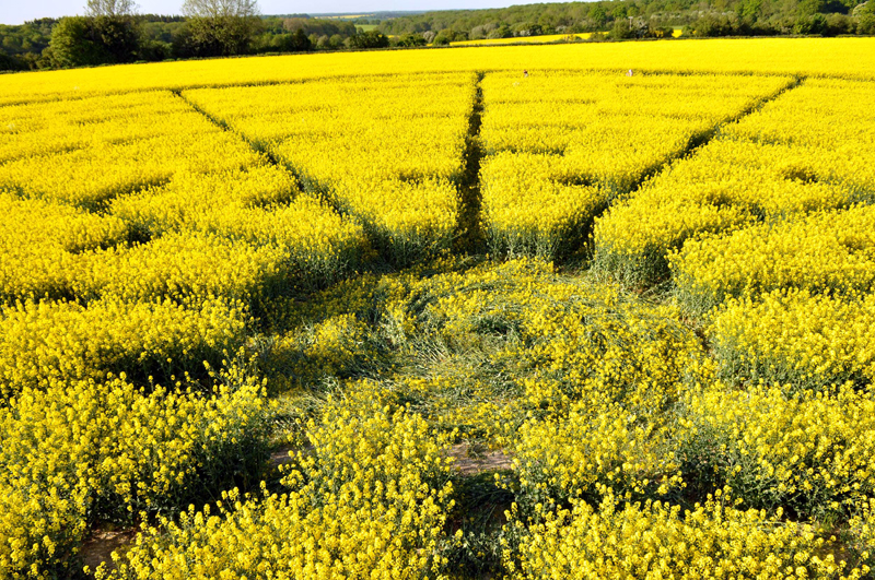 Wilton Windmill, Wiltshire crop circle, aerial photo 43