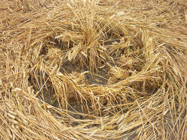 Windmill Hill, Wiltshire crop circle, aerial photo 62