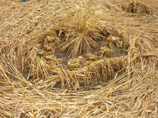 Windmill Hill, Wiltshire crop circle, aerial photo 61