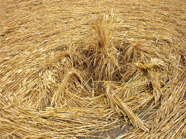 Windmill Hill, Wiltshire crop circle, aerial photo 60