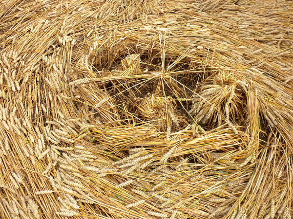 Windmill Hill, Wiltshire crop circle, aerial photo 63