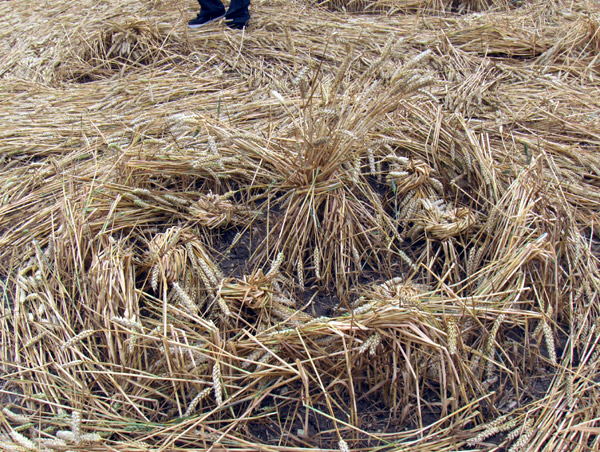 Windmill Hill, Wiltshire crop circle, aerial photo 55