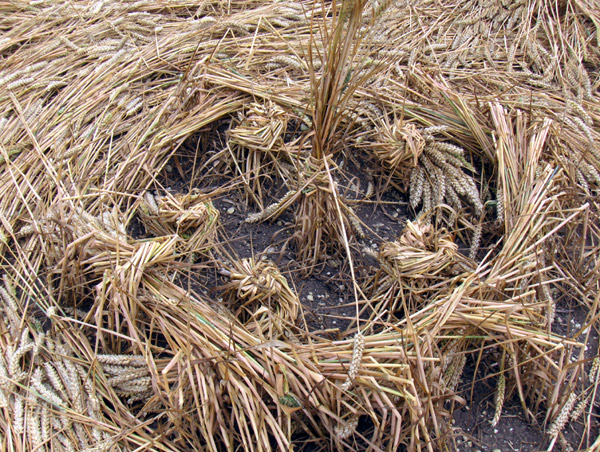 Windmill Hill, Wiltshire crop circle, aerial photo 56