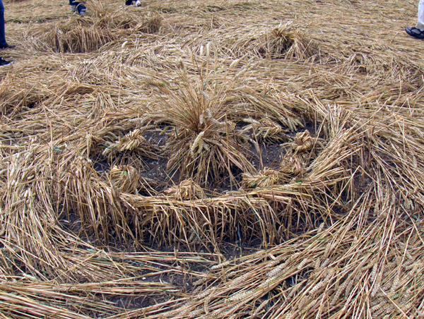 Windmill Hill, Wiltshire crop circle, aerial photo 57