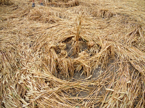 Windmill Hill, Wiltshire crop circle, aerial photo 48