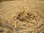 Windmill Hill, Wiltshire crop circle, aerial photo 51