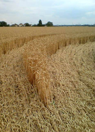 Winters, Essex crop circle, aerial photo 3