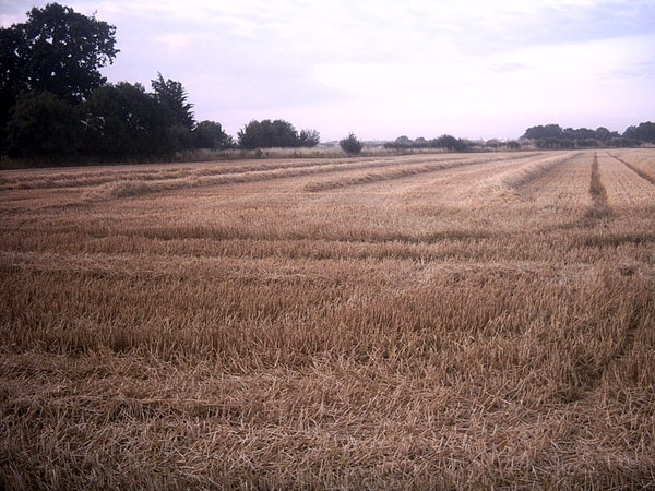 Winters, Essex crop circle, aerial photo 5