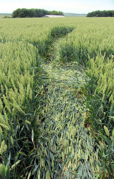 Allington, Wiltshire crop circle, aerial photo 15