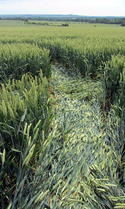 Allington, Wiltshire crop circle, aerial photo 16