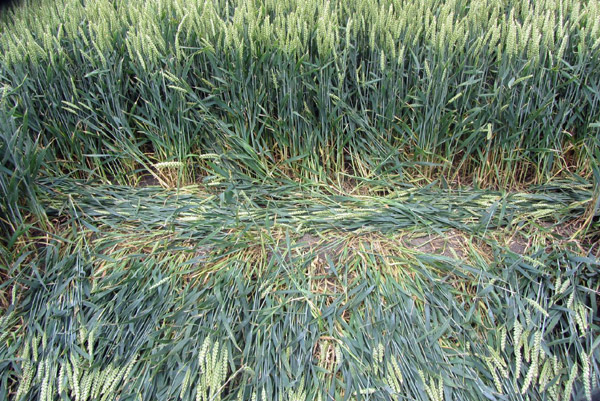Allington, Wiltshire crop circle, aerial photo 12