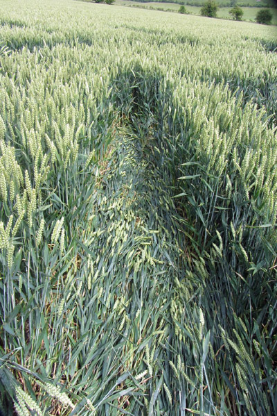 Allington, Wiltshire crop circle, aerial photo 18