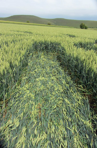Allington, Wiltshire crop circle, aerial photo 19