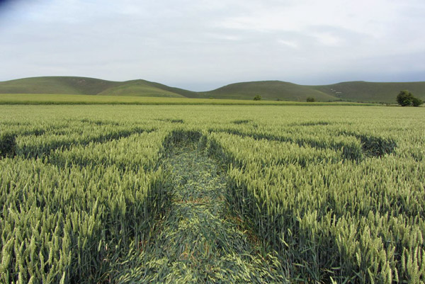Allington, Wiltshire crop circle, aerial photo 3