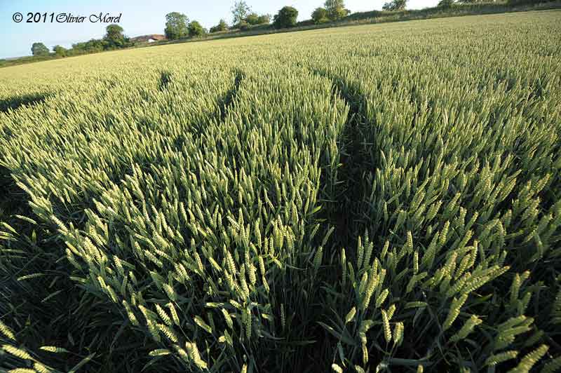 Allington, Wiltshire crop circle, aerial photo 44