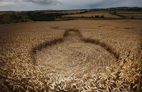 Between Alnwick & Alnmouth, Northumberland crop circle, aerial photo 2