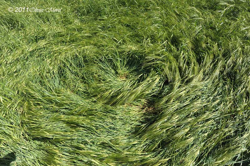 Burderop Down, Wiltshire crop circle, aerial photo 27