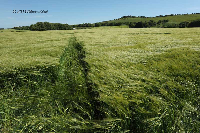 Burderop Down, Wiltshire crop circle, aerial photo 28