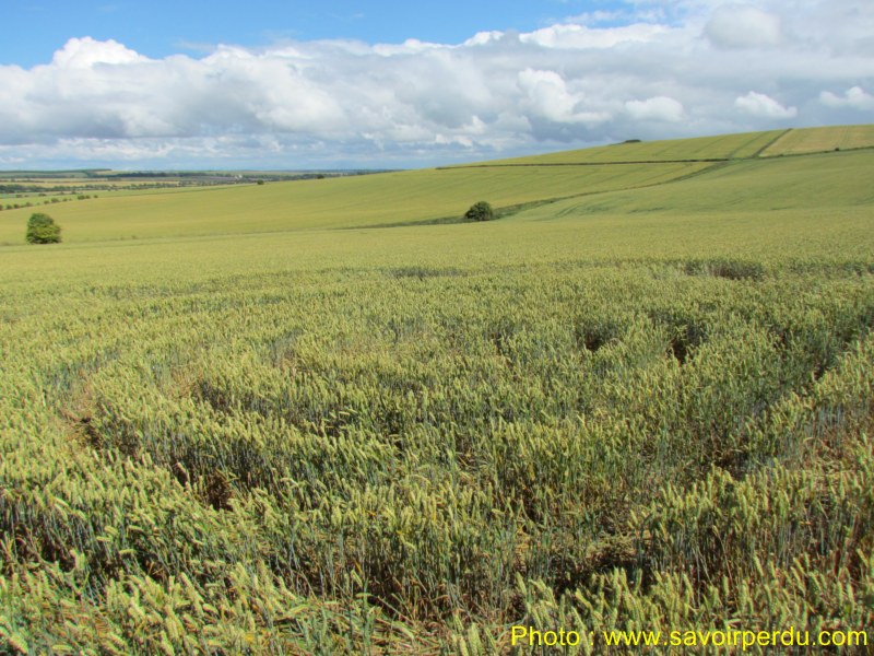 Charlbury Hill, Wiltshire crop circle, aerial photo 53