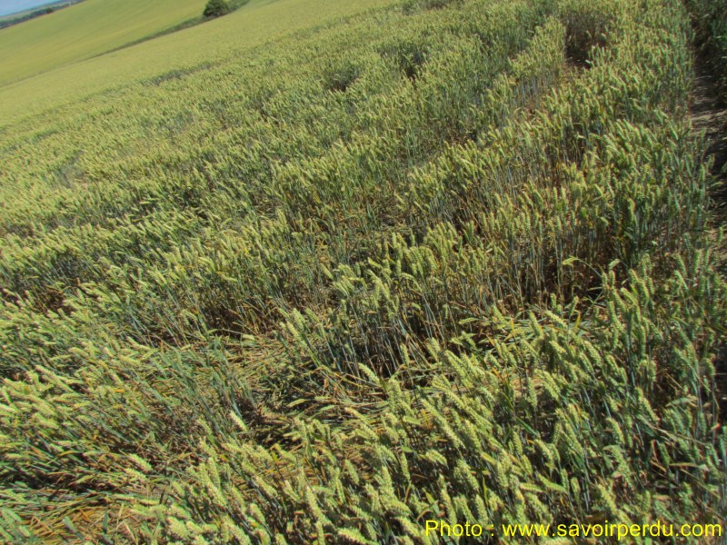Charlbury Hill, Wiltshire crop circle, aerial photo 52