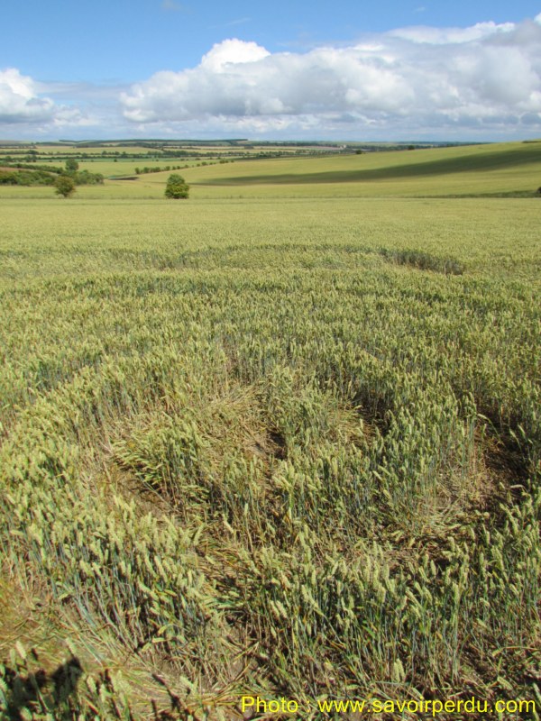 Charlbury Hill, Wiltshire crop circle, aerial photo 50