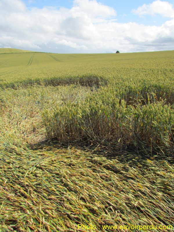 Charlbury Hill, Wiltshire crop circle, aerial photo 49
