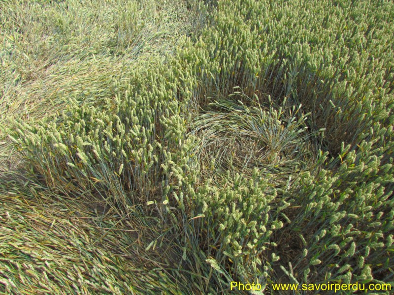 Charlbury Hill, Wiltshire crop circle, aerial photo 45