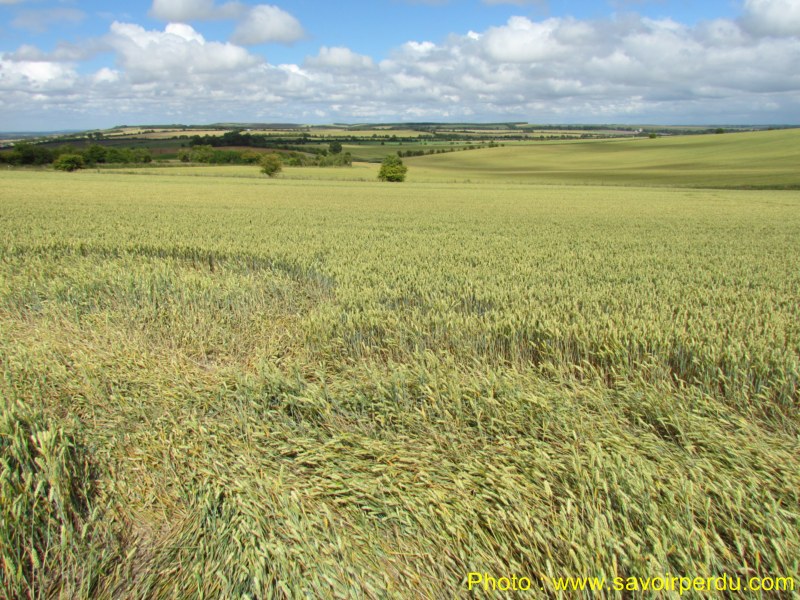 Charlbury Hill, Wiltshire crop circle, aerial photo 44
