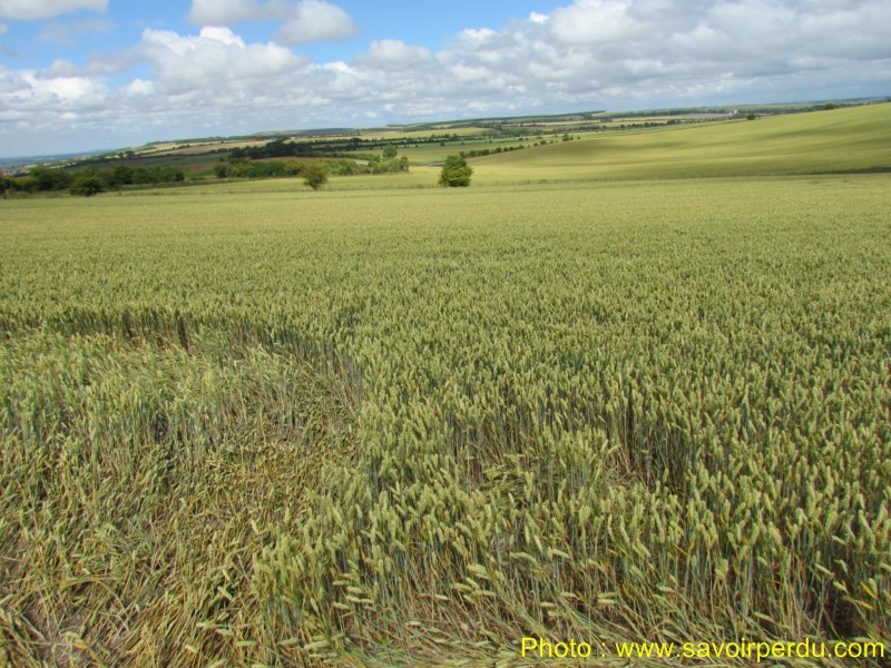 Charlbury Hill, Wiltshire crop circle, aerial photo 43