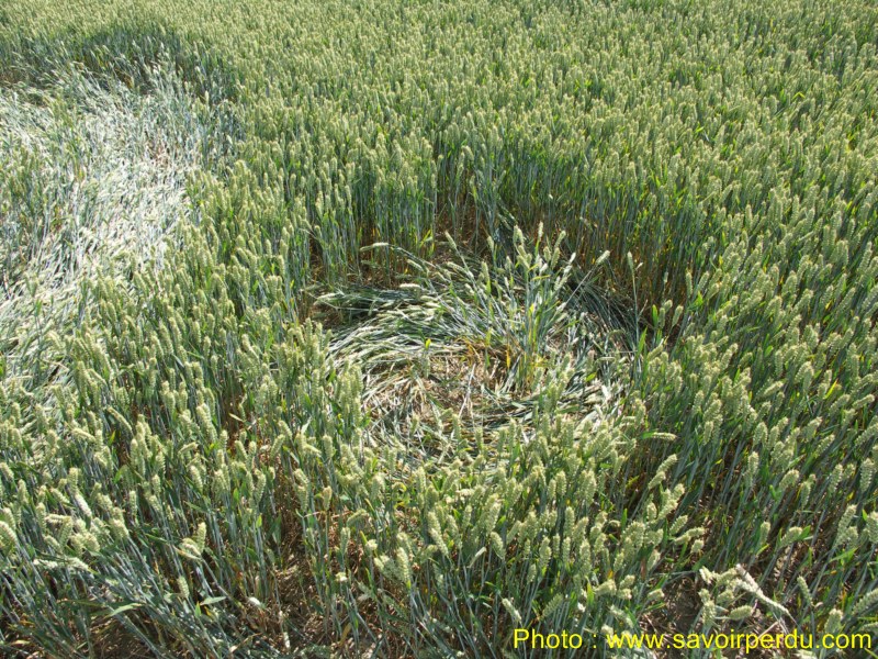 Charlbury Hill, Wiltshire crop circle, aerial photo 39