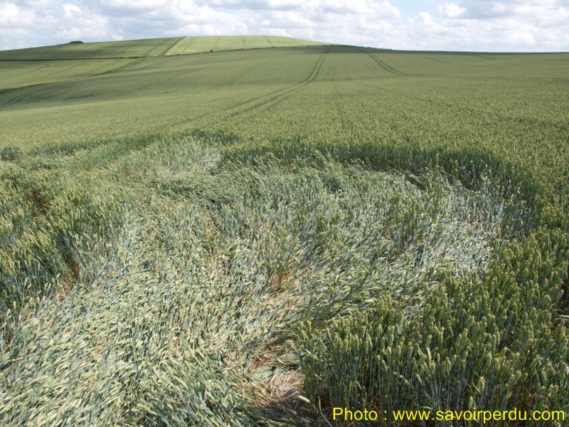 Charlbury Hill, Wiltshire crop circle, aerial photo 38